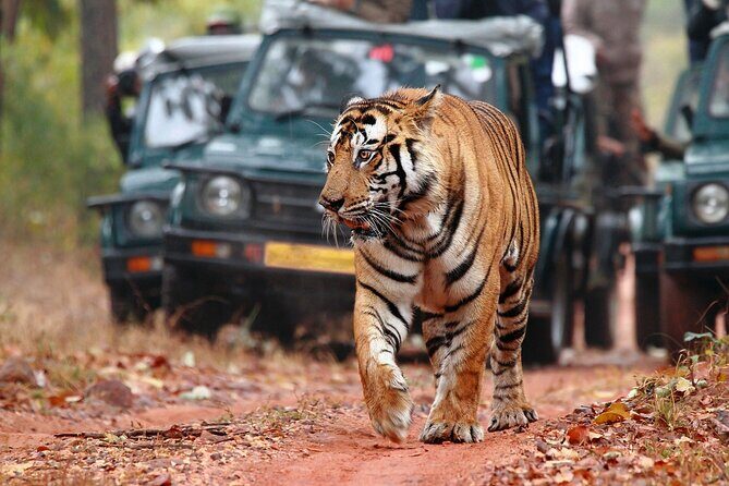 Private Tour: 2-Day Ranthambore National Park from Jaipur - Who Should Consider This Tour?