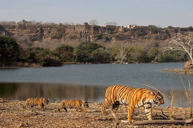 Private Tour: 2-Day Ranthambore National Park from Jaipur - Final Words