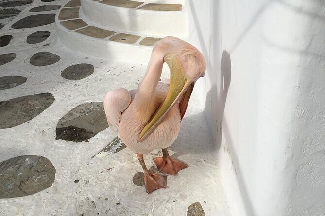 Private Tour: 4 Hours Mykonos Island Tour - Like a Local - The Sum Up