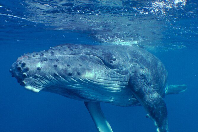 Private Tour 4h Whale watching quiet area peninsula Tahiti - Exploring the Details of Your Whale Watching Adventure in Tahiti