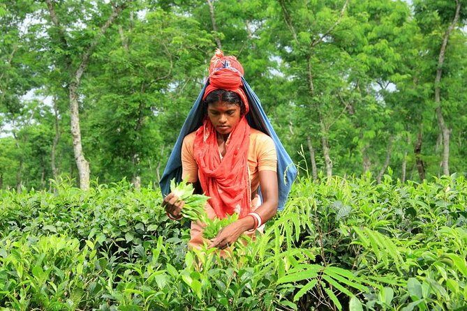 Private Tour: 5 Days - Bangladesh Nature & Culture Tour - North-eastern part - Final Thoughts