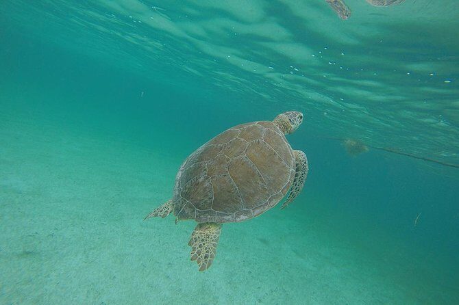 Private Tour: Akumal Marine Turtle Snorkeling and Cenote Adventure - Final Thoughts