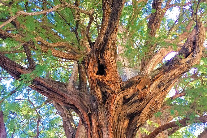 Private Tour, all inclusive: Tlacochahuaya, Mezcal, Teotitlán del Valle - FAQ