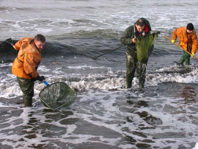Private Tour: Amber Catching in Curonian Spit from Klaipeda - FAQ