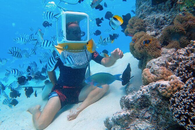 Private Tour: Aqua Safari Scuba Diving - A Close Look at What the Tour Offers