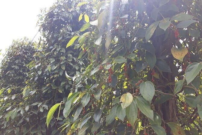 Private Tour Around Phu Quoc Island - Key Points