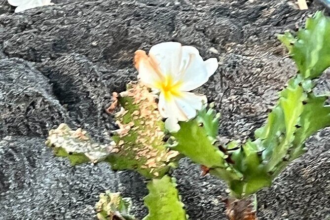 Private Tour Around the Island of Hawaii - Who Should Consider This Tour?