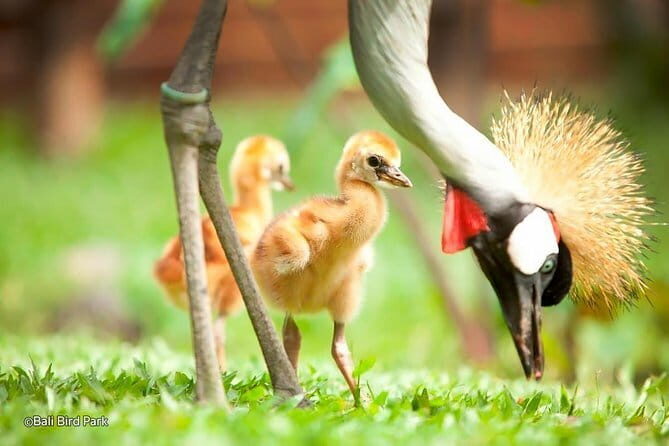 Private Tour Bali Bird Park And Ubud Tour - FAQ