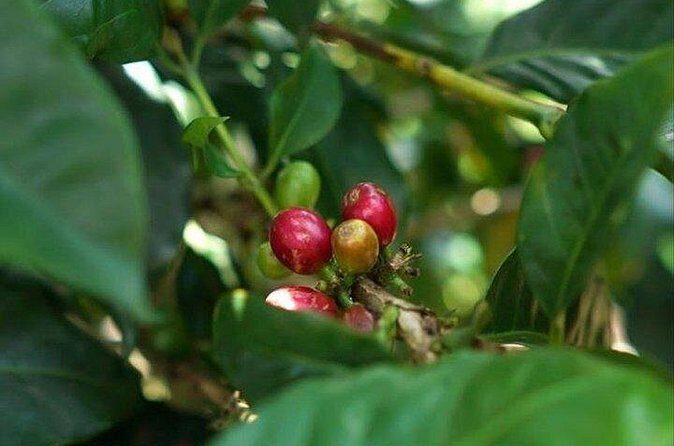 Private Tour: Bali Mount batur Sunrise Hike & coffe Platantion - FAQs