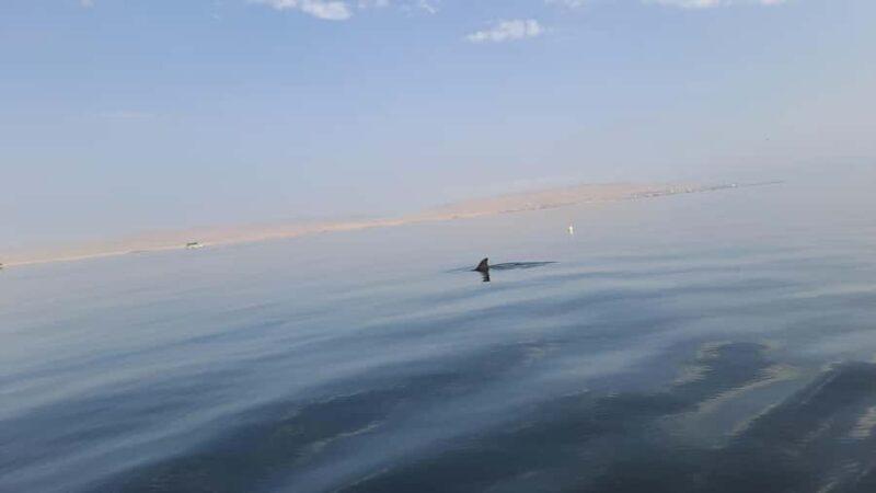 Private Tour: Ballestas Island & Huacachina Oasis, from Lima - A Deep Dive into the Experience