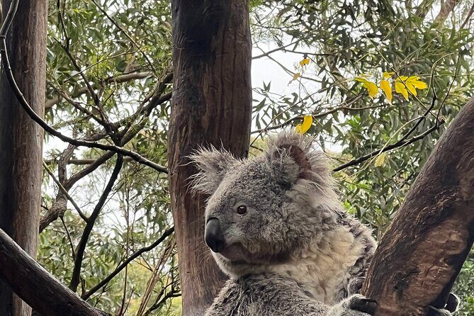 Private Tour Blue Mountains Day Adventure Wildlife + River Cruise - Key Points