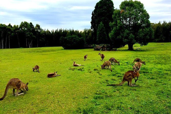 Private Tour Blue Mountains Day Adventure Wildlife + River Cruise - What Makes This Tour Special?