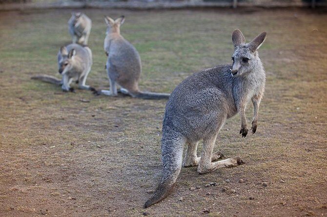 Private Tour: Blue Mountains Day Trip from Sydney - Exploring the Full Itinerary: What You Can Expect