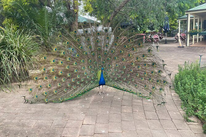 Private Tour: Blue Mountains Day Trip from Sydney - Final Thoughts
