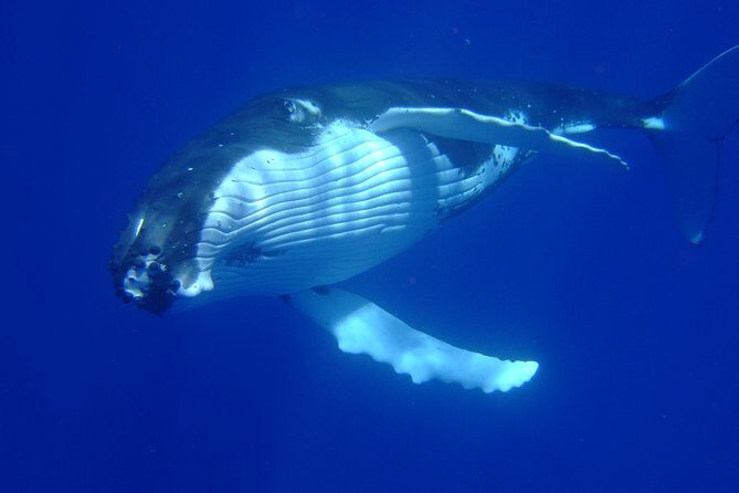 Private Tour: Bora Bora Whale Watching & Swimming Experience - A Closer Look at the Bora Bora Whale Watching & Swimming Experience