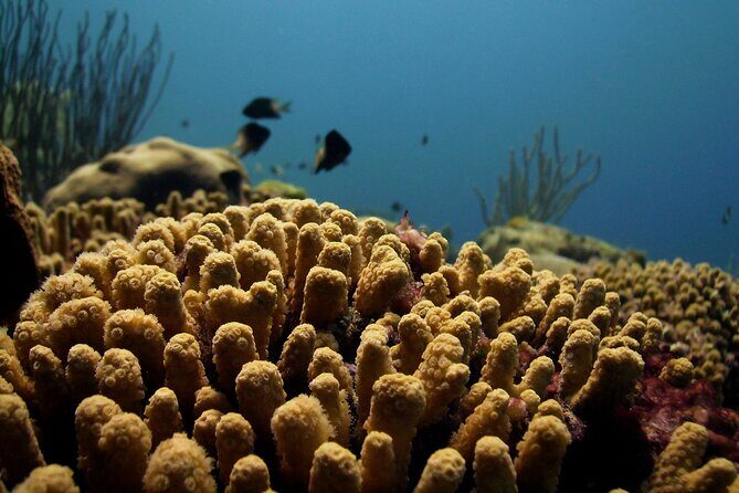 Private Tour Buccoo Reef and Nylon Pool - Final Thoughts