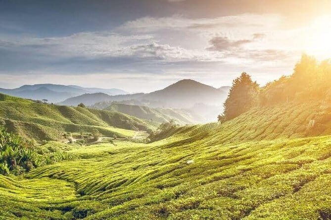 Private Tour : Cameron Highland Day Trip from Kuala Lumpur - Exploring the Cameron Highlands: An In-Depth Review