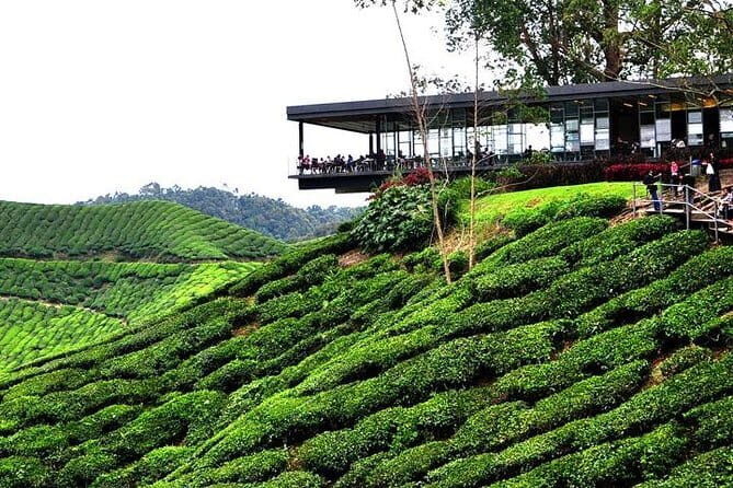 Private Tour : Cameron Highland Day Trip from Kuala Lumpur - FAQ