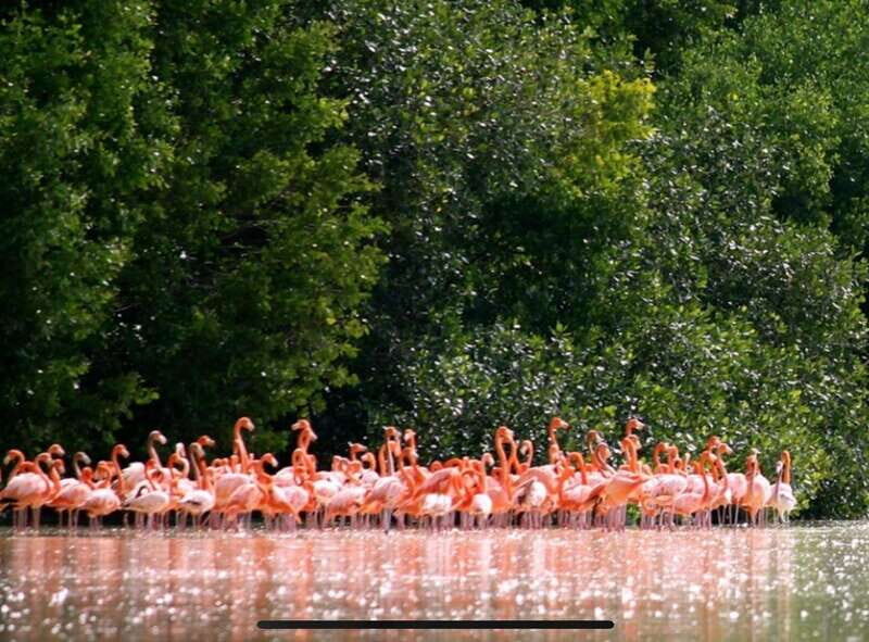 Private Tour Celestun Flamingo Watching and Beach - Authenticity and Experience: What Travelers Say
