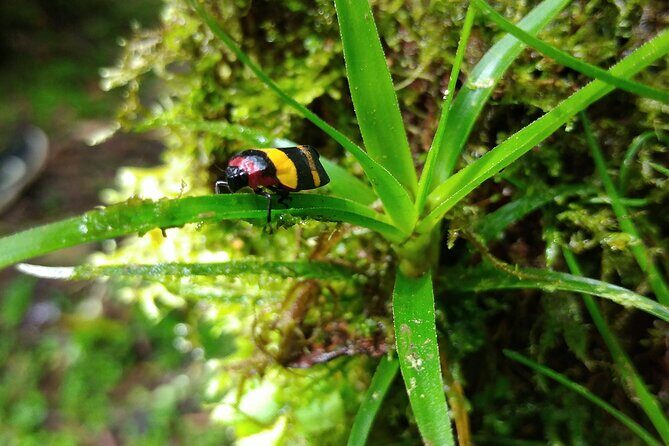 Private Tour - Cerro Gaital Natural Monument Trail - FAQ