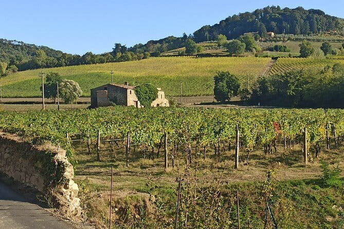 PRIVATE TOUR: Chianti Afternoon tour with visit to 2 wine farms - A Detailed Look at the Chianti Private Tour