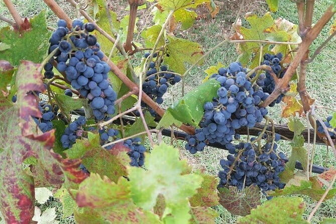 PRIVATE TOUR: Chianti Afternoon tour with visit to 2 wine farms - Who Will Love This Tour?