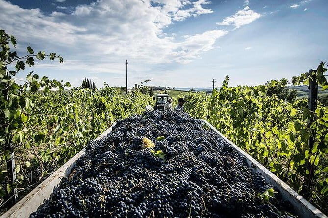 Private Tour: Chianti Winery, Montefioralle, and Greve in Chianti - What to Expect: Transport, Timing, and Quality