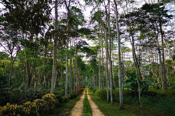 Private Tour - Coffee Tour (Cultivations) - Practical Tips for Travelers