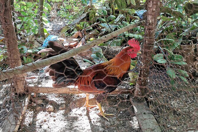 Private Tour Damajagua Waterfalls and Dominican Flavours - Who Will Appreciate This Tour Most?