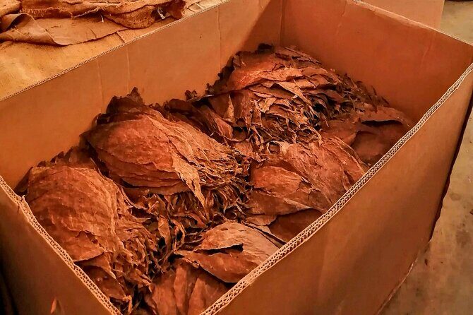 Private Tour Damajagua Waterfalls and Dominican Flavours - The Sum Up