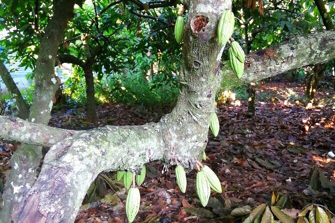 Private Tour Damajagua Waterfalls and Dominican Flavours - FAQ