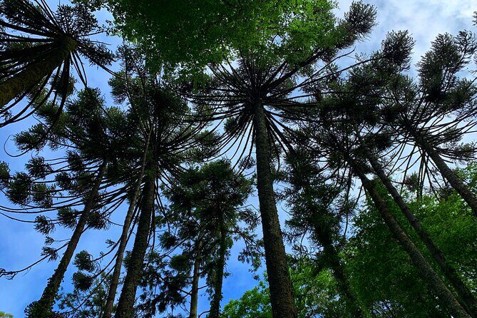 Private Tour: Discover the Magic of Sintra - Afternoon Tour - Pricing and Value