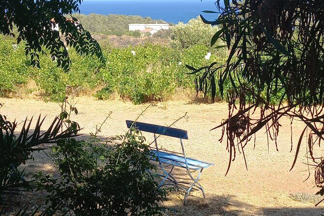 Private Tour: Discover the Secret World of Olives in Afantou - Key Points