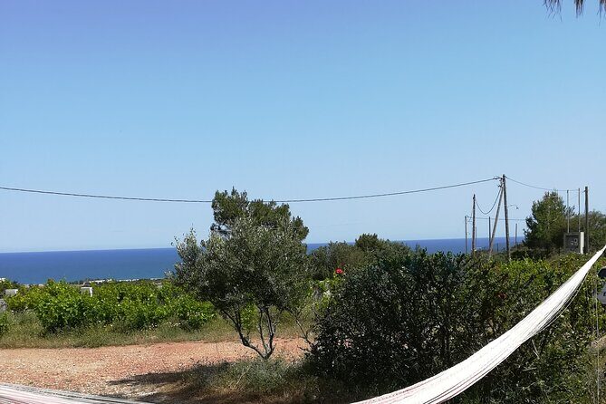 Private Tour: Discover the Secret World of Olives in Afantou - An In-Depth Look at the Olive Tour Experience