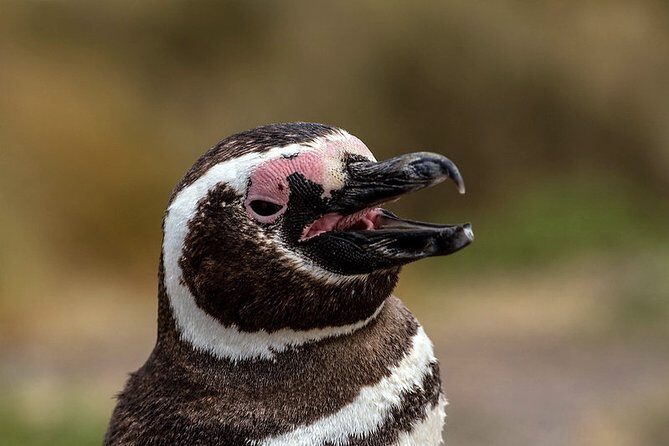 Private Tour Discovering Punta Tombo Penguin Reserve From Puerto Madryn - Frequently Asked Questions