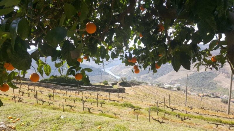 Private Tour: Douro Valley Wine and Food from Oporto - FAQ