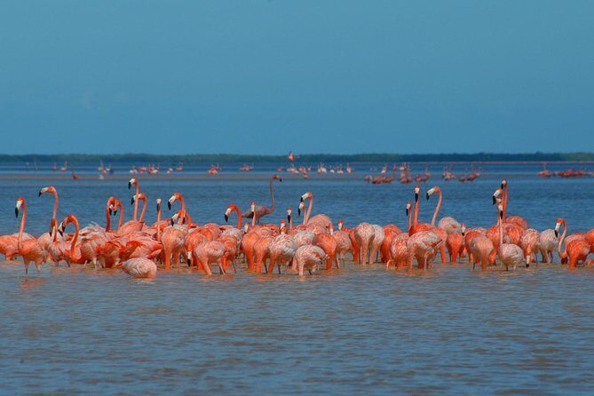Private Tour: Ek Balam, Pink Flamingos Sanctuary and Tequila Tasting Factory - Final Thoughts