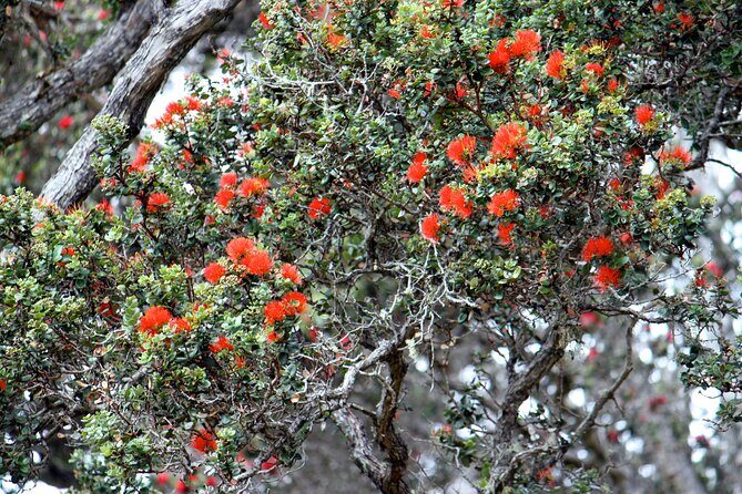 Private Tour: Experience Active Kilauea Volcano & Hilo Rainbow Falls - The Sum Up: Who Is This Tour Best For?