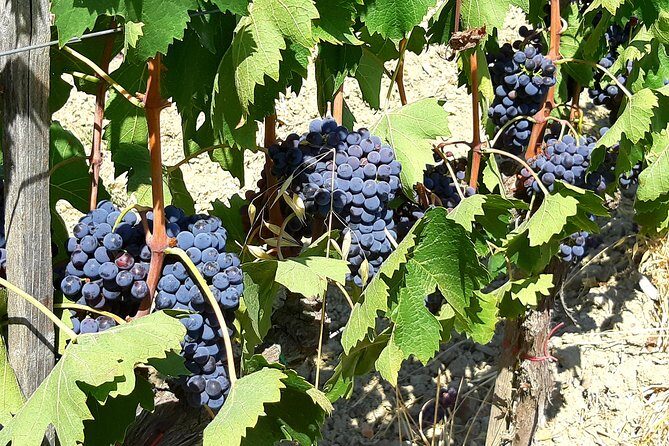 PRIVATE TOUR: Florence & Chianti in one day with Lunch and Tasting in Winery - The Sum Up