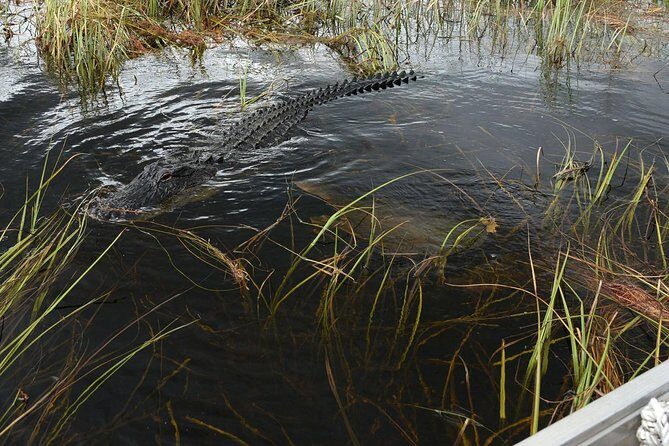 Private Tour: Florida Everglades Airboat Ride and Wildlife Adventure - FAQs