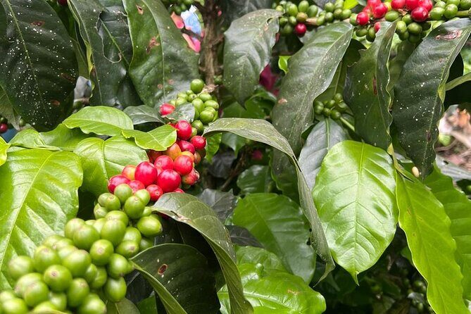 Private Tour from Bogota to Finca Cafetera - Final Thoughts