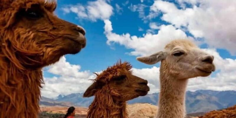 Private Tour from Cusco | Llama Tour + Clay Healing - Key Points