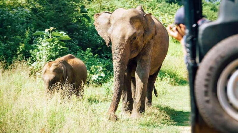 Private Tour from Ella to Hiriketiya with Yala Safari - Key Points