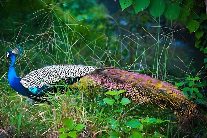 Private Tour from Ella to Tangalle with Udawalawe Safari - Udawalawe National Park Safari: An Afternoon of Wildlife