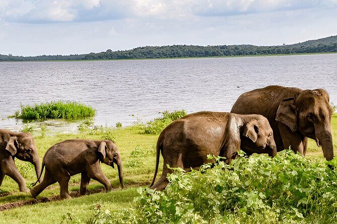 Private Tour from Ella to Tangalle with Udawalawe Safari - What’s Included and What’s Not