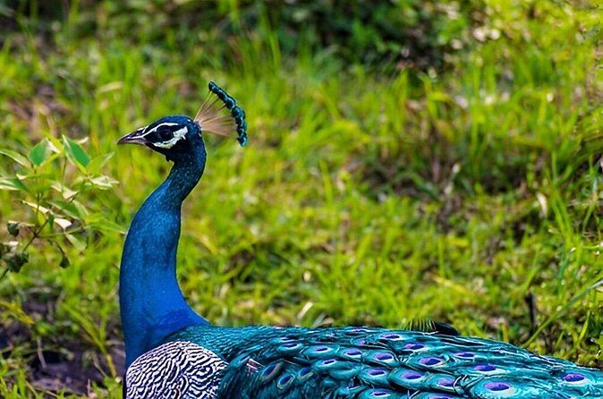 Private Tour from Ella to Tangalle with Udawalawe Safari - How This Tour Fits into Your Sri Lanka Adventure