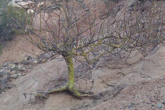 Private Tour from Mendoza to the Divisadero Largo - The Experience: A Deep Dive into the Landscape and What to Expect