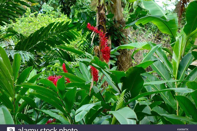 Private Tour From Ocho Rios To Konoko Falls And Garden and Shopping - Key Points