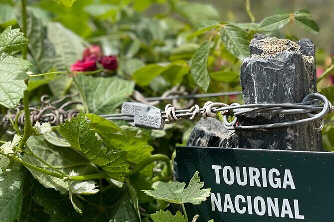 Private Tour From Porto To Douro Valley With River Boat Ride - Final Thoughts