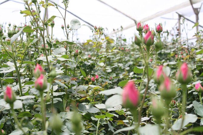 Private Tour from Quito to Cotopaxi Volcano + Rose Plantation - Experience Ecuadors Natural Beauty and Floral Charm on a Private Tour from Quito